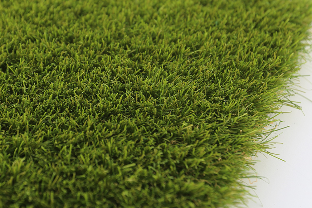 Setaria