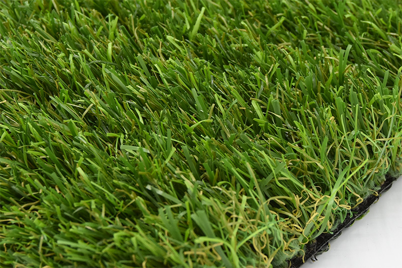 Cyperus