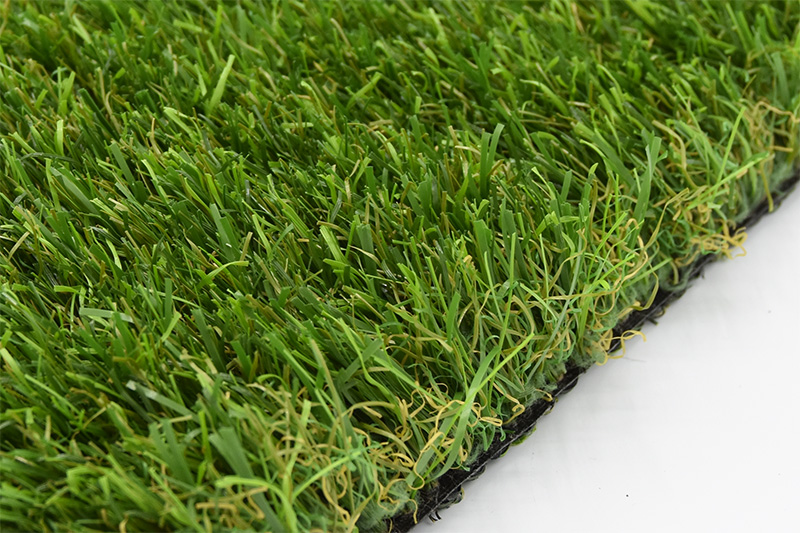 Cyperus